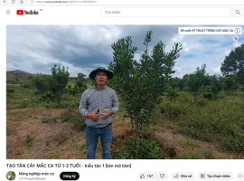 TẠO TÁN CÂY MẮC CA TỪ 1-3 TUỔI - kiểu tán 1 (tán mở tâm)